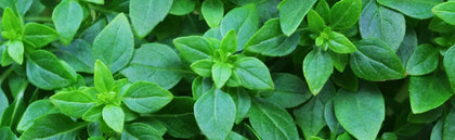 Aromatic